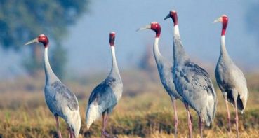 Bharatpur World’s most fascinating bird reserve