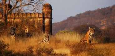 Tour organizzati al Ranthambore National Park in Rajasthan